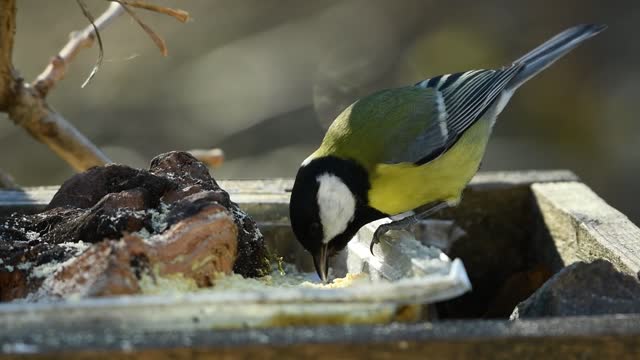 The most beautiful bird in the universe