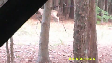 Hunting out of a ground blind when we had 3 Deer come out of nowhere.