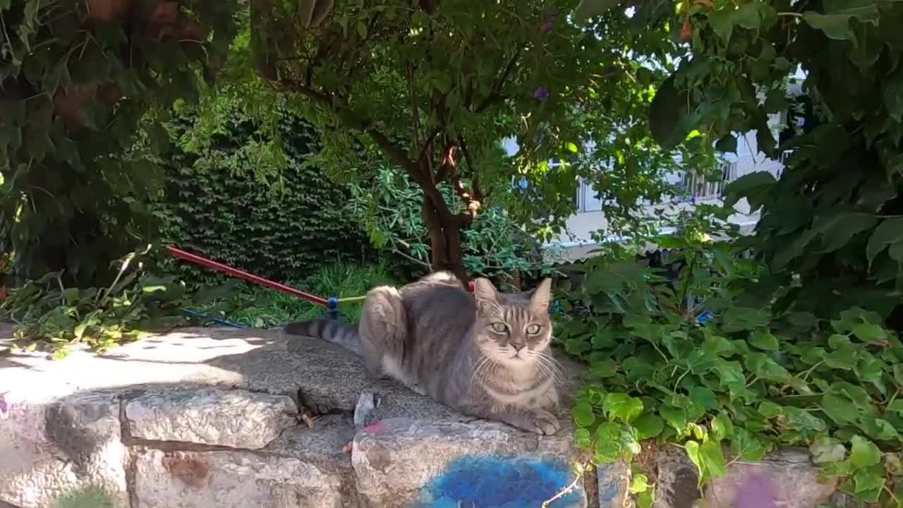 Grey cat with long whiskers trills and gives me love bites