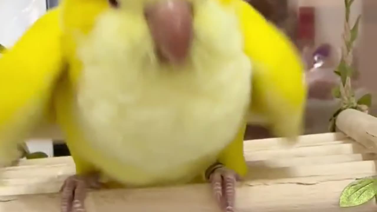 My little animals, you like it. Let them bring you joy