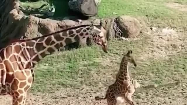 Why is this baby giraffe so happy that it's dancing