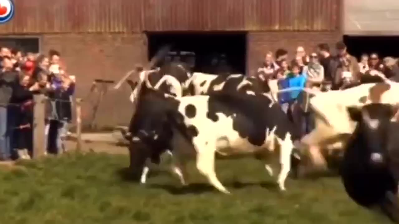 Cows see grass for the first time in 6 months