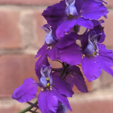 Larkspur