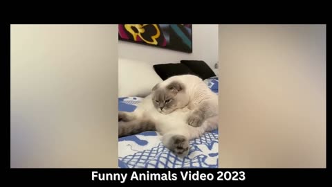 Funniest Animals 2023