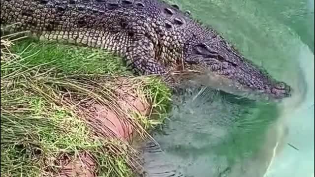 Does the crocodile give you a creepy feeling