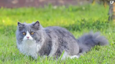 10 Biggest Cat Breeds