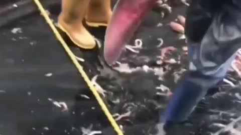 This is a beautiful and charming water-dwelling species