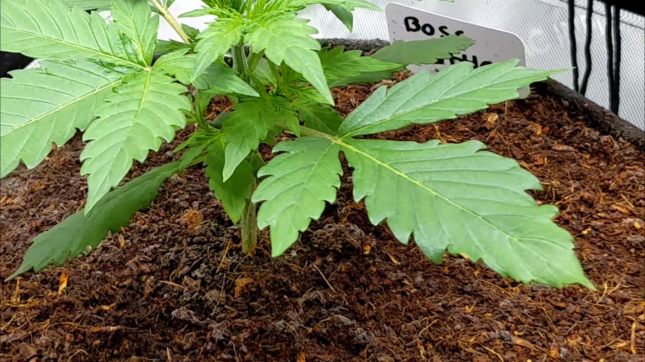 Week 1 Growing Boss Battle & Jehovah's Witness. genetics by @Speedrunseeds