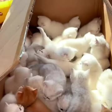 Baby of cats wow looking so wonderful✨😍 #short #viral