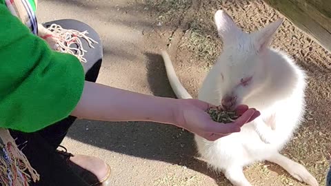 Rare white kangaroo