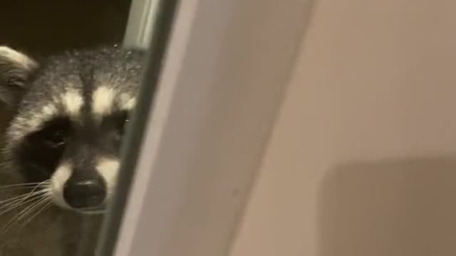 Funny Hide and Seek Game With Curious Racoon