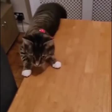 funny animals #shorts