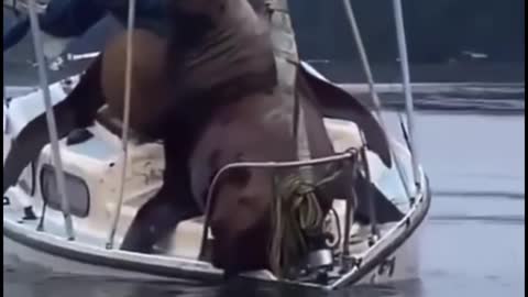 Did these two sea lions run right up on top of the boat?