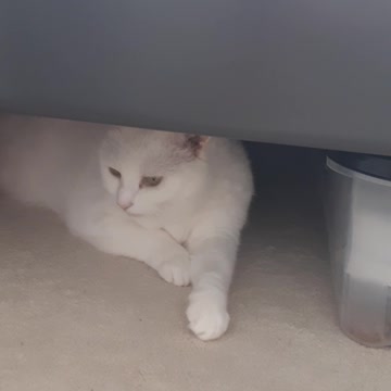 Guarding my dry food box