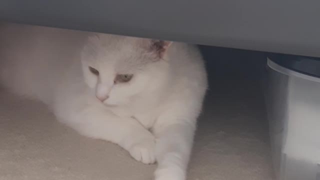 Guarding my dry food box