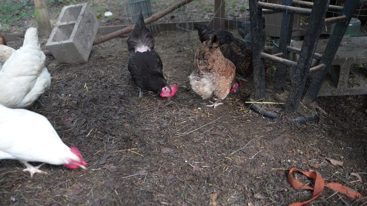 Chickens get their yearly pumpkin.