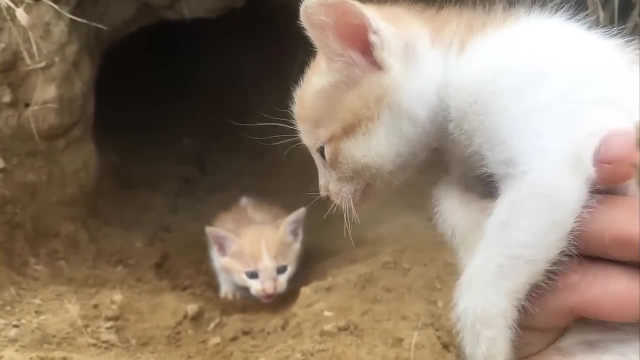 Two kittens abandoned by their mother.