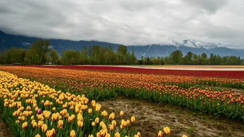 The beauty of roses in nature