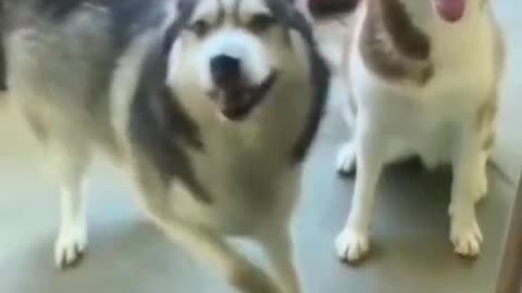 Happy and funny dogs