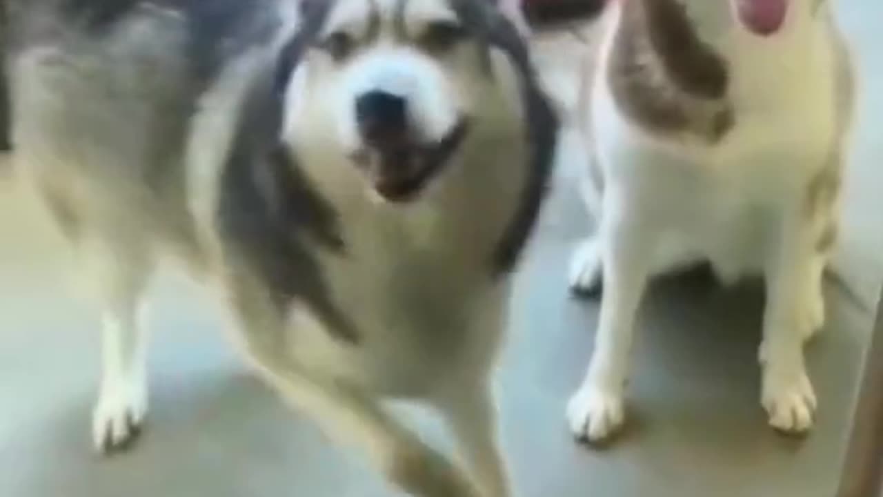 Happy and funny dogs