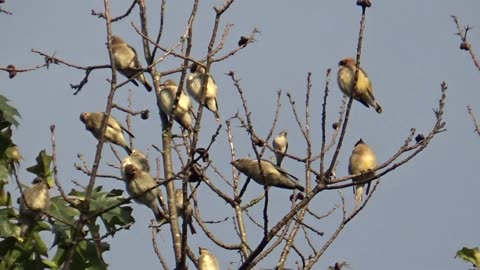 Cedar Waxwings