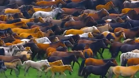 Thousands of horses are traveling , funny video