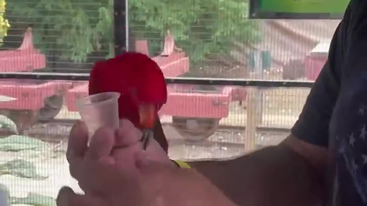 These parrots are hilarious！