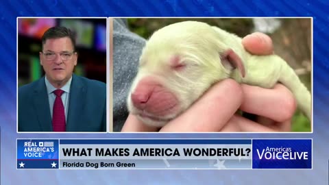 🐶Things That Make America Wonderful🍀