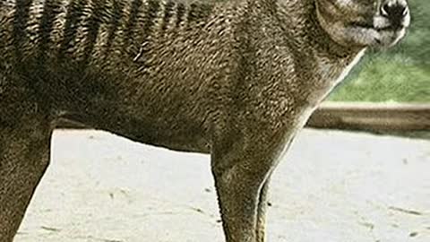Animals that are extinct 🙁