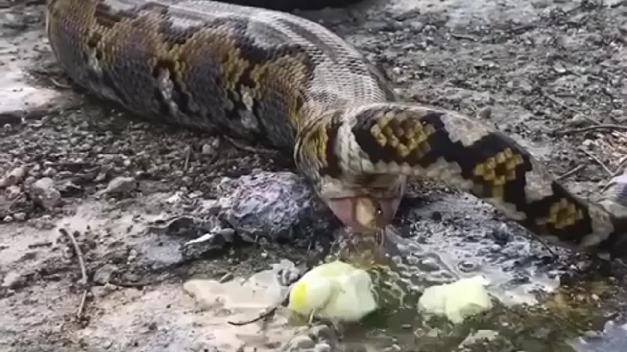 Python taking a dump