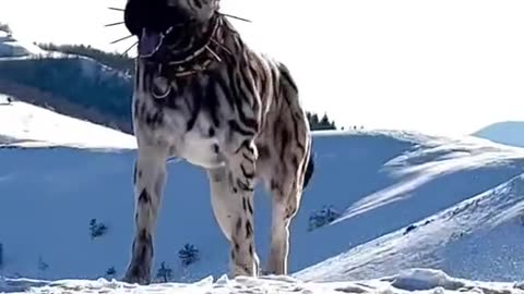 A very ugly dog is walking around in the snow