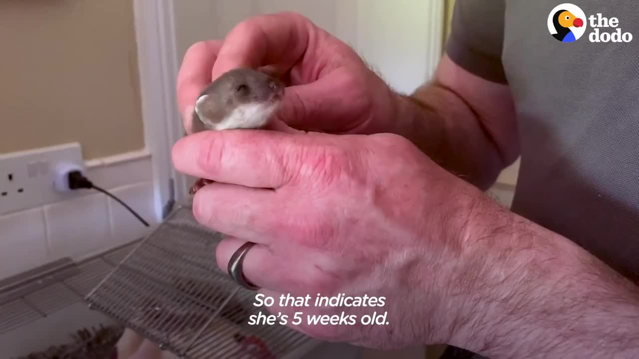 Tiny Baby Stoat Has The Best Reaction When She Meets Someone Like Her