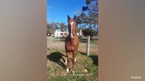 The FUNNIEST horse 🐎 Best Video Compilation For Your Laugh