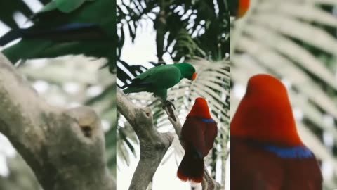 colorful parrots_parrots relaxing videos_parrots in nature _funny animals video.mp4