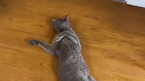 Cat funny video memes 😂😂