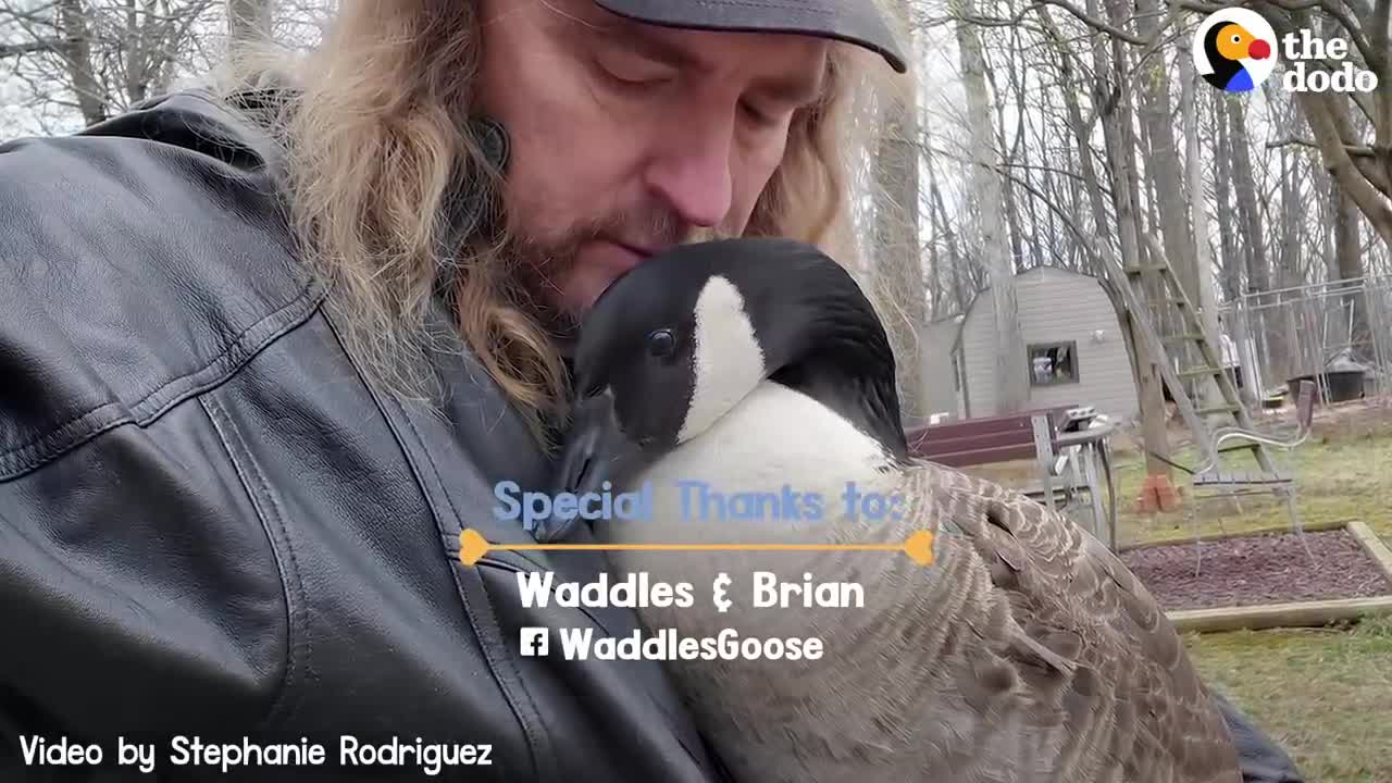 Guy Teaches His Rescued Gosling How To Fly | The Dodo Soulmates