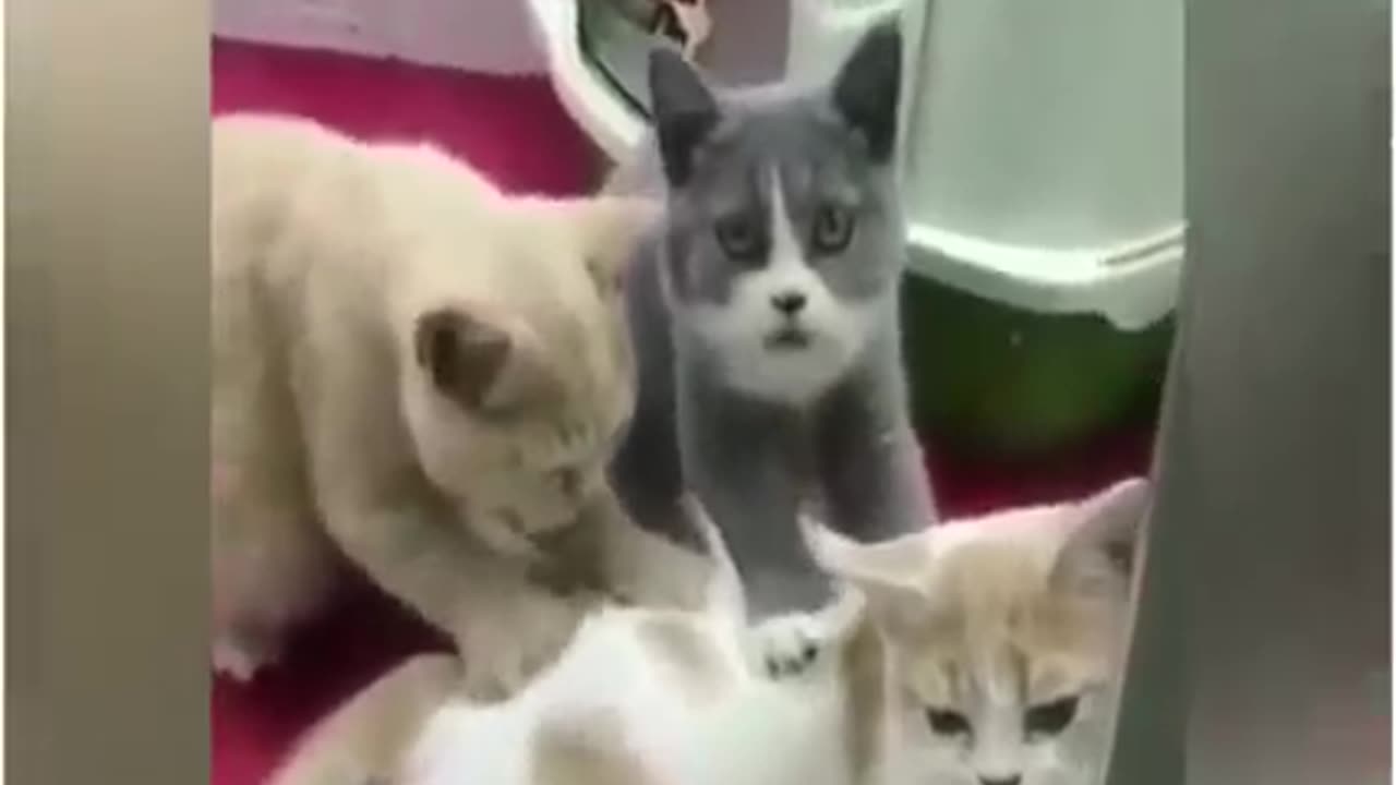 Funny Cats