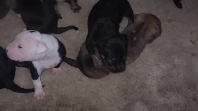 PUPPY MAYHEM LOL