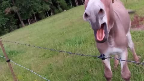 Donkey Honks With Happiness