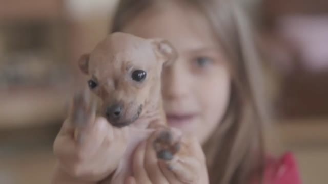 Close up portrait little pretty happy girl holding a cute chihuahua puppy