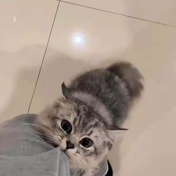 "Adorable Kittens That Will Make Your Heart Melt 😍🐾"