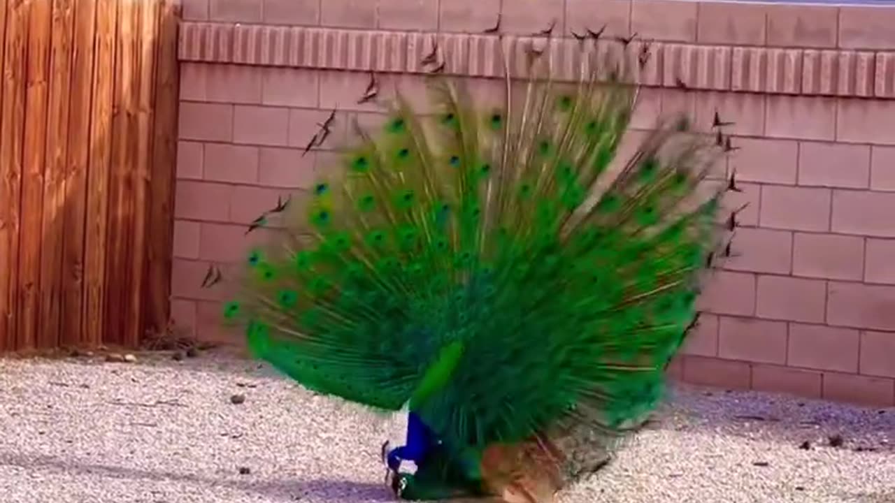 | This is how peacocks meeting |