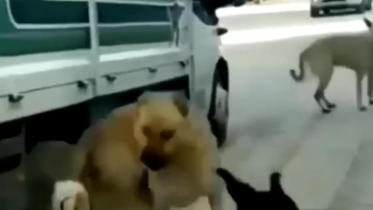 Funny Dog 🐕 video 🤣🤣🤣