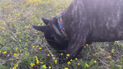 How does a French bulldog brush his teeth?