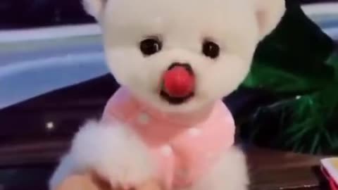 Funny Cute Dog