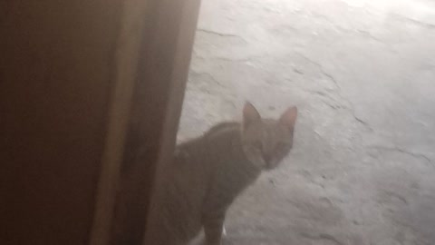 Hidden Footage of 🐱 Cat