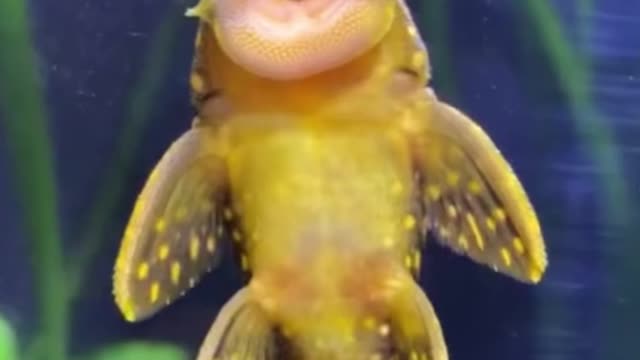 Is this a fish? It looks strange