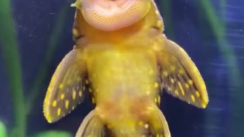 Is this a fish? It looks strange