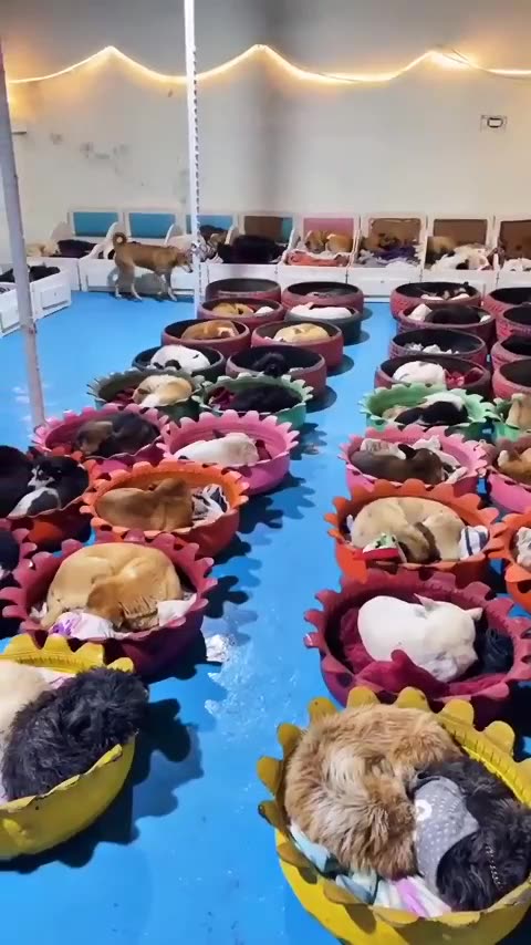 Pet, dog video, animal video, animal care