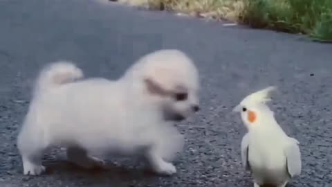 So must instrasting and funny videos for dog